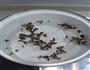 香菜爆炒羊肉的做法图解2