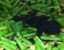 橄榄肉粒四季豆的做法图解5