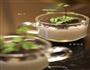盆栽奶茶的做法图解5