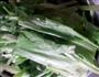 爽口香辣蒜蓉油麦菜的做法图解1