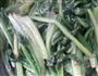 爽口香辣蒜蓉油麦菜的做法图解3