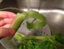 芹菜蘑菇滑鸡粥的做法图解3