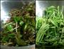 雅舍谈吃-香椿拌豆腐的做法图解1