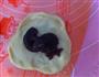 多图-豆沙花型面包+肉松面包的做法图解6