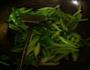 芹菜虾仁的做法图解3