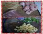 菠萝咕老肉的做法图解1