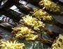 奶酪焗大虾的做法图解3