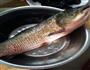 豆腐炖草鱼的做法图解1