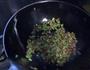 鸡刨豆腐升级版的做法图解3