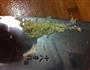 梅子蒸排骨的做法图解3