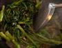 豆豉油麦菜的做法图解6