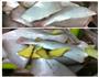 水煮麻辣耗儿鱼的做法图解1