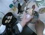 猪肉饼的做法图解3