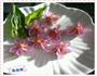 花式水晶蒸饺的做法图解7