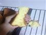 超软烫面戚风的做法图解17