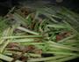 干煸茶树菇芹菜的做法图解4