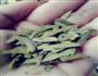 牛小骨番茄汤的做法图解2