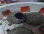 豆渣紫薯馒头的做法图解8