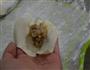 浓汤香菇猪肉馄饨的做法图解6