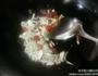 茶树菇焖鸭的做法图解3