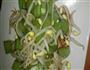 减肥的芹菜拌豆芽的做法图解1