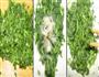 菠菜刺球的做法图解2