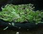 香菇瘦肉蔬菜粥的做法图解3