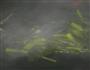 美味红菜苔的做法图解3