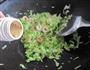 北极虾仁蔬菜炒饭的做法图解11