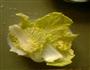 小白菜煮虾饺的做法图解1