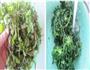 江南年夜饭上讨彩的荠菜春卷的做法图解2