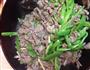 潮州沙茶青椒牛肉的做法图解6