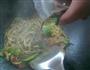 培根番茄意面的做法图解12