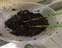 抹茶玫瑰豆沙黑芝麻包的做法图解3