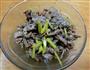 香芹炒牛肉的做法图解4