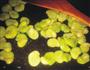 虫草花豆瓣炒茭白的做法图解3