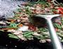 豆角炒肉的做法图解5