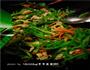 青椒鸡肉丝的做法图解10
