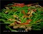 青椒鸡肉丝的做法图解8