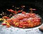 水煮牛肉的做法图解4
