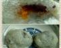 水晶晶月饼的做法图解11