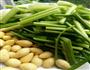 白果炒芹菜的做法图解1