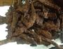 家庭自制风干牛肉干的做法图解10