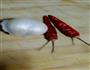 猪肉炒螺粉的做法图解6