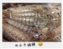 生卤皮皮虾的做法图解2