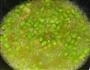 毛豆榨菜肉丝的做法图解3
