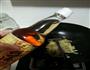 酸菜炒鸡肾的做法图解13