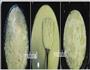 胶东特色菜-比管鱼炖豆腐的做法图解3