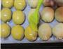 蛋黄豆沙酥的做法图解15