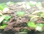 干炒牛肉的做法图解3